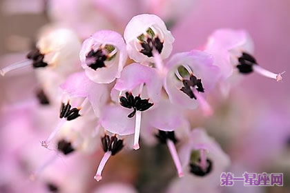 12月19日花语:欧石南,生日花语恶女