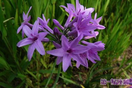 不常见的花与花语:紫娇花的花语