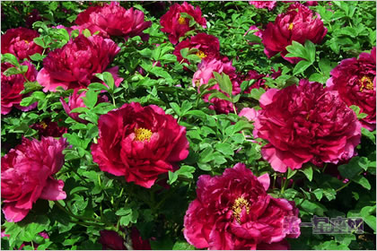 5月14日花语:普通牡丹花,生日花语月光