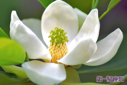 11月13日生日花语：香甜花，生日花语香甜