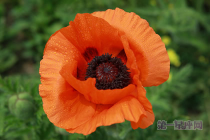 东方罂粟花语:顺从平安