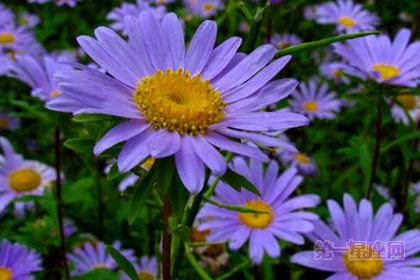 紫菀:回忆、真挚的爱