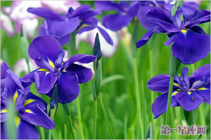 不常见的花与花语:葛藤花语是什么?