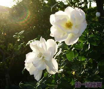 白玫瑰花语:33朵白玫瑰代表什么意思?