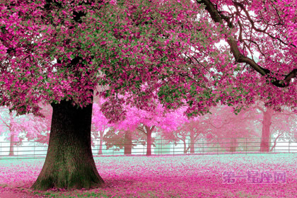 世界各国的国花是什么?