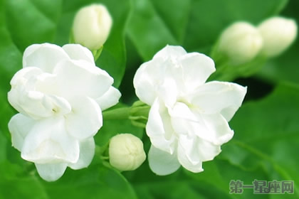 茉莉花花语:忠贞的守护者