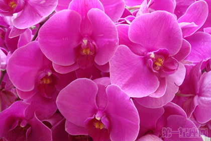 蝴蝶兰花语:幸福的蝴蝶向你飞来