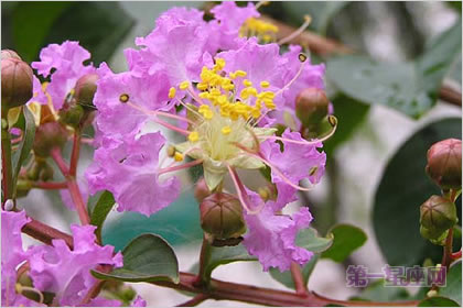 1月29生日花:西洋薇,生日花语威严