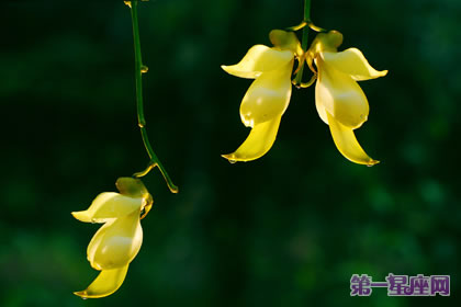 禾雀花的花语:欢快、快乐