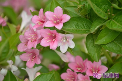 花语大全:锦带花的花语是什么?