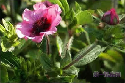 3月5生日花语:绿菟葵,生日花语刺