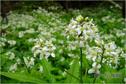 3月30日花语:碎米荠,生日花语热情