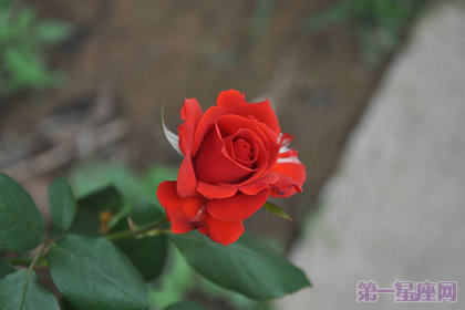 一年四季都盛开的花是什么花?