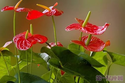 一年四季都盛开的花是什么花?