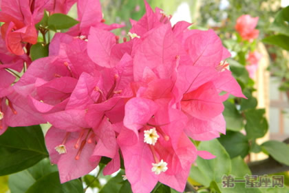 赞比亚的国花是三角梅