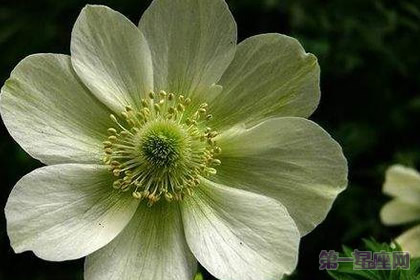 什么花代表幸福?