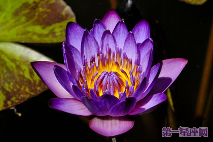 紫色睡莲的花语:梦幻,纯洁,好运