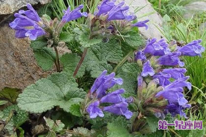 7月20日花语:青兰,生日花语顺从