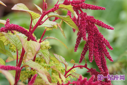 8月8日花语：尾穗苋，生日花语勤劳