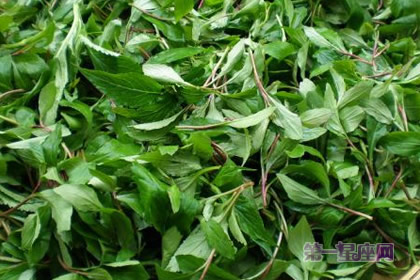 8月12日生日花：苦苣，生日花语武装