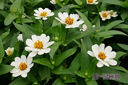 8月14日生日花:百日菊,生日花语兴奋