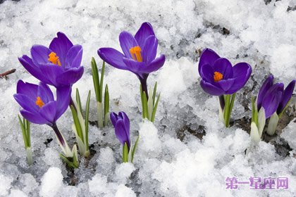 花语:番红花,生日花语真心