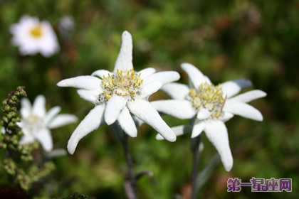 雪绒花的花语:重要的回忆