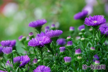 花语:紫苑,生日花语活动家