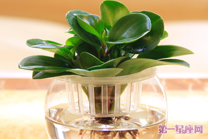 豆瓣绿花语:中立公正、雅致、少女的娇柔