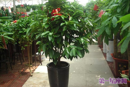 植物花语：平安树花语