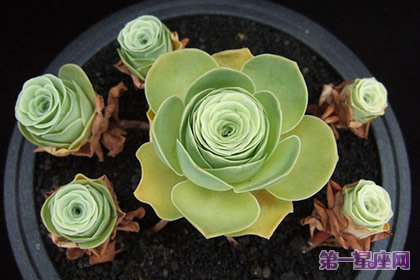 详解：山地玫瑰花语及寓意