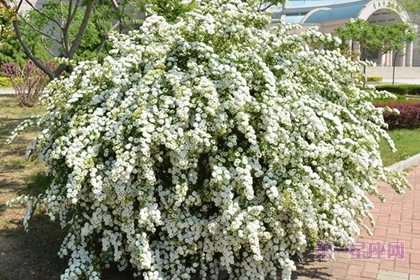 不常见的花与花语:笑靥花的花语