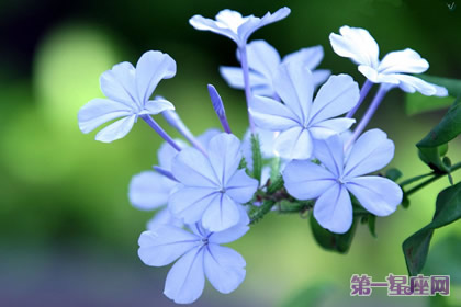 花语大全:玉丁香的花语