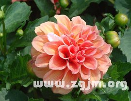 大丽花是墨西哥的国花，西雅图的市花，吉林省的省花，河北省张家口市的市花，绚丽多姿的大丽花象征大方、富丽，大吉大利。今天，它的足迹已遍布到世界各国，成为庭园中的常客，世界著名的观赏花卉。