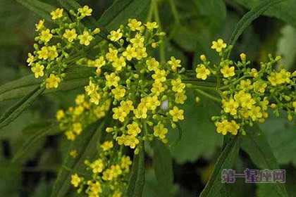 败酱的花语和象征的意义是什么?