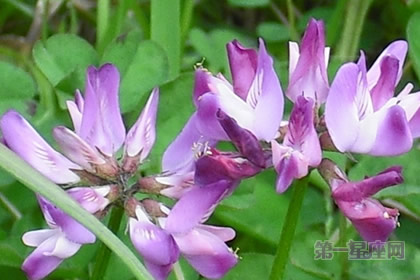 花语大全：紫云英的花语是什么？