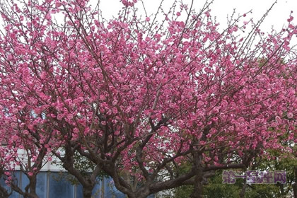 中国十大名花之一：凌霜傲雪的梅花