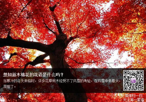 想知道木棉花的花语是什么吗?
