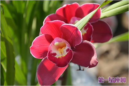 大花蕙兰的花语是什么?