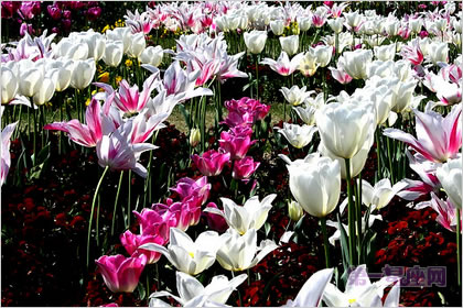 4月25日花语：豪华郁金香，生日花语华丽