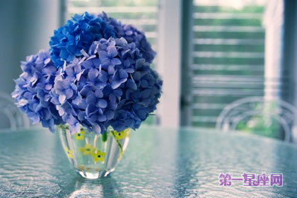 花语大全：风信子的花语是什么