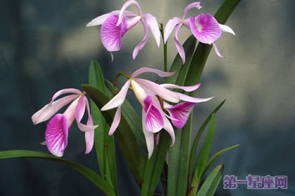 文心兰的花语：隐藏的爱