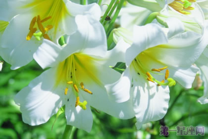野百合的花语及代表意义