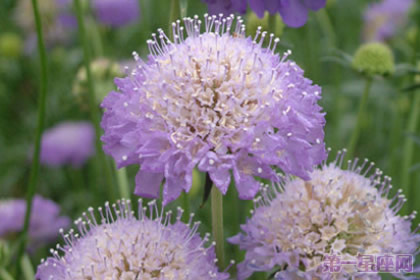 紫盆花的花语及意义