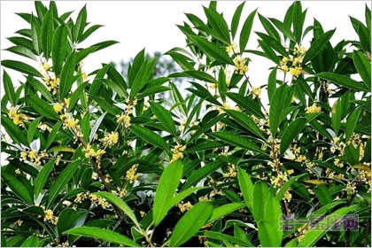 1月9日生日花:月桂花,生日花语蛊惑