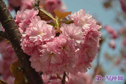 各种花的花语：日本晚樱的花语