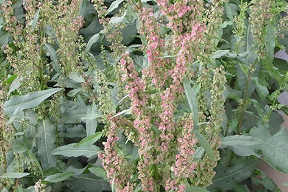 1月23日生日花:酸模,生日花语体贴