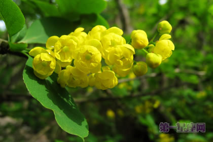 6月9日花语：小檗，生日花语善与恶