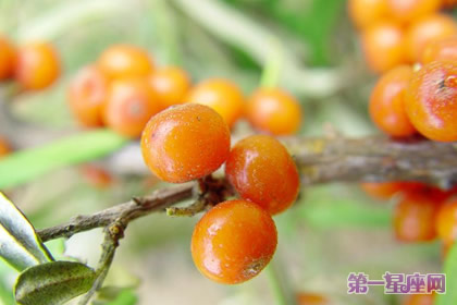 各种花语：沙棘的花语及传说