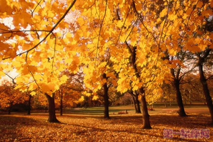 加拿大的国花是什么花？糖槭树花